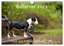 Bullterrier 2024 Frech und fröhlich durch das Jahr (Wandkalender 2024 DIN A4 quer), CALVENDO Monatskalender