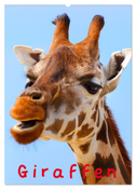 Giraffen (Wandkalender 2024 DIN A2 hoch), CALVENDO Monatskalender