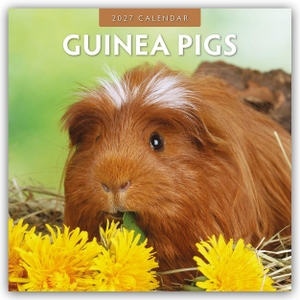 Red, Robin. Guinea Pigs - Meerschweinchen 2027 - 16-Monatskalender - Original Red Robin Publishing Ltd-Kalender [Mehrsprachig] [Kalender]. Browntrout Verlags GmbH, 2026.