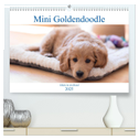 Mini Goldendoodle - Glück ist ein Hund (hochwertiger Premium Wandkalender 2025 DIN A2 quer), Kunstdruck in Hochglanz