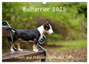 Bullterrier 2025 Frech und fröhlich durch das Jahr (Wandkalender 2025 DIN A3 quer), CALVENDO Monatskalender