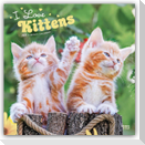 I Love Kittens - Ich liebe Katzenbabys 2027 - 16-Monatskalender