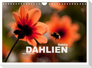 Dahlia - Dahlien (Wandkalender 2025 DIN A4 quer), CALVENDO Monatskalender
