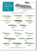 Guide to caterpillars of the butterflies of Britain and Ireland