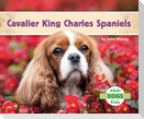 Cavalier King Charles Spaniels