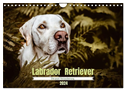 Verzauberung Labrador Retriever 2024 (Wandkalender 2024 DIN A4 quer), CALVENDO Monatskalender