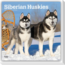 Siberian Huskies - Siberian Husky 2027 - 16-Monatskalender