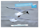 Sturmerprobt - Vögel an Nordfrieslands Küste (Wandkalender 2024 DIN A2 quer), CALVENDO Monatskalender