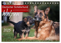 Deutscher Schäferhund - Welpen / CH-Version (Tischkalender 2025 DIN A5 quer), CALVENDO Monatskalender
