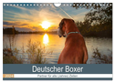 Deutscher Boxer (Wandkalender 2024 DIN A4 quer), CALVENDO Monatskalender