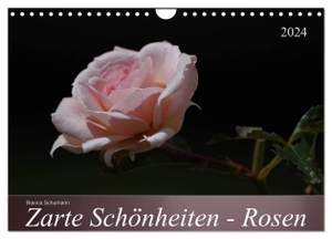 Schumann, Bianca. Zarte Schönheiten - Rosen (Wandkalender 2024 DIN A4 quer), CALVENDO Monatskalender - Edle Königinnen der Blumen in ganzer Blütenpracht. Calvendo Verlag, 2023.
