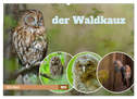 der Waldkauz - Strix Aluco (Wandkalender 2024 DIN A2 quer), CALVENDO Monatskalender