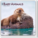 Baby Animals - Tierbabys - Tierkinder 2027 - 16-Monatskalender