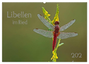 Libellen im Ried (Wandkalender 2024 DIN A2 quer), CALVENDO Monatskalender