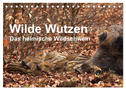 Wilde Wutzen. Das heimische Wildschwein (Tischkalender 2024 DIN A5 quer), CALVENDO Monatskalender