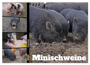 Paul - Babetts Bildergalerie, Babett. Faszination Minischweine (Wandkalender 2025 DIN A2 quer), CALVENDO Monatskalender - Minischweine in privater Haltung. Calvendo, 2024.