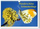 Wunderschöne Schmetterlinge (Wandkalender 2024 DIN A4 quer), CALVENDO Monatskalender