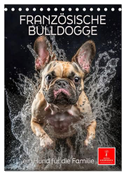 Französische Bulldogge - ein Hund für die Familie (Tischkalender 2025 DIN A5 hoch), CALVENDO Monatskalender