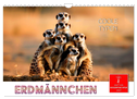 Erdmännchen - coole Typen (Wandkalender 2027 DIN A4 quer), CALVENDO Monatskalender