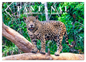 Pantanal: Faszinierende Tiere hautnah (Wandkalender 2024 DIN A3 quer), CALVENDO Monatskalender