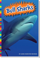 Bull Sharks