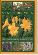 Scent in the Garden