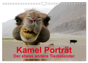Kamel Porträt (Wandkalender 2024 DIN A4 quer), CALVENDO Monatskalender