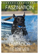 Faszination Labrador Retriever (Tischkalender 2025 DIN A5 hoch), CALVENDO Monatskalender