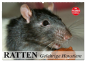 Ratten. Gelehrige Haustiere (Wandkalender 2024 DIN A2 quer), CALVENDO Monatskalender