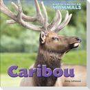 Caribou