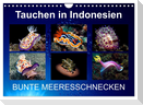 Tauchen in Indonesien - BUNTE MEERESSCHNECKEN (Wandkalender 2024 DIN A4 quer), CALVENDO Monatskalender
