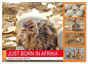 JUST BORN IN AFRIKA Kalahari Straussen Babies (Wandkalender 2024 DIN A4 quer), CALVENDO Monatskalender