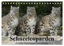 Schneeleoparden. Perfekte Raubkatzen-Schönheiten (Tischkalender 2024 DIN A5 quer), CALVENDO Monatskalender