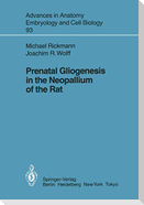 Prenatal Gliogenesis in the Neopallium of the Rat