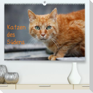 Katzen des Südens (Premium, hochwertiger DIN A2 Wandkalender 2023, Kunstdruck in Hochglanz)
