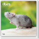 Rats - Ratten 2027 - 16-Monatskalender