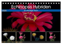 Echinopsis Hybriden. Ein stachliger Traum (Tischkalender 2025 DIN A5 quer), CALVENDO Monatskalender