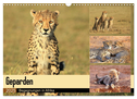 Geparden - Begegnungen in Afrika (Wandkalender 2025 DIN A3 quer), CALVENDO Monatskalender