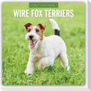 Wire Fox Terriers - Drahthaar Foxterrier 2027 - 16-Monatskalender