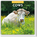 Cows - Kühe 2027 - 16-Monatskalender