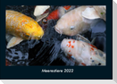Meerestiere 2022 Fotokalender DIN A4