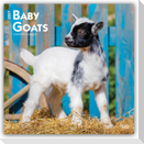 Baby Goats - Ziegenbabys 2027 - 16-Monatskalender
