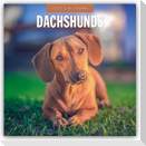 Dachshunds - Dackel - Dachshunde 2027 - 16-Monatskalender