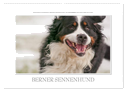 Emotionale Momente: Berner Sennenhund. (Wandkalender 2025 DIN A2 quer), CALVENDO Monatskalender