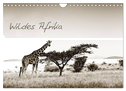 Wildes Afrika (Wandkalender 2024 DIN A4 quer), CALVENDO Monatskalender