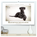 Riesenschnauzer... charakterstarke Hunde (hochwertiger Premium Wandkalender 2024 DIN A2 quer), Kunstdruck in Hochglanz