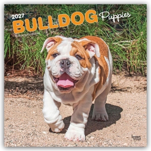 Publishers, Browntrout. Bulldog Puppies - Bulldogge Welpen 2027 - 16-Monatskalender - Original BrownTrout-Kalender [Mehrsprachig] [Kalender]. Browntrout Verlags GmbH, 2026.