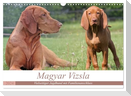 Magyar Vizsla - Vielseitiger Jagdhund mit Familienanschluss (Wandkalender 2024 DIN A3 quer), CALVENDO Monatskalender