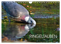 Ringeltauben (Wandkalender 2024 DIN A4 quer), CALVENDO Monatskalender