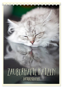 Zauberhafte Katzen - Familienplaner (Tischkalender 2024 DIN A5 hoch), CALVENDO Monatskalender